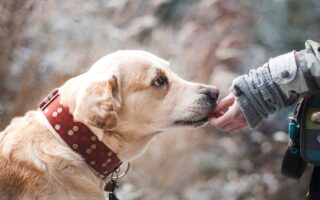 Healthy Homemade Dog Food Recipe Your Best Friend Will LOVE!
