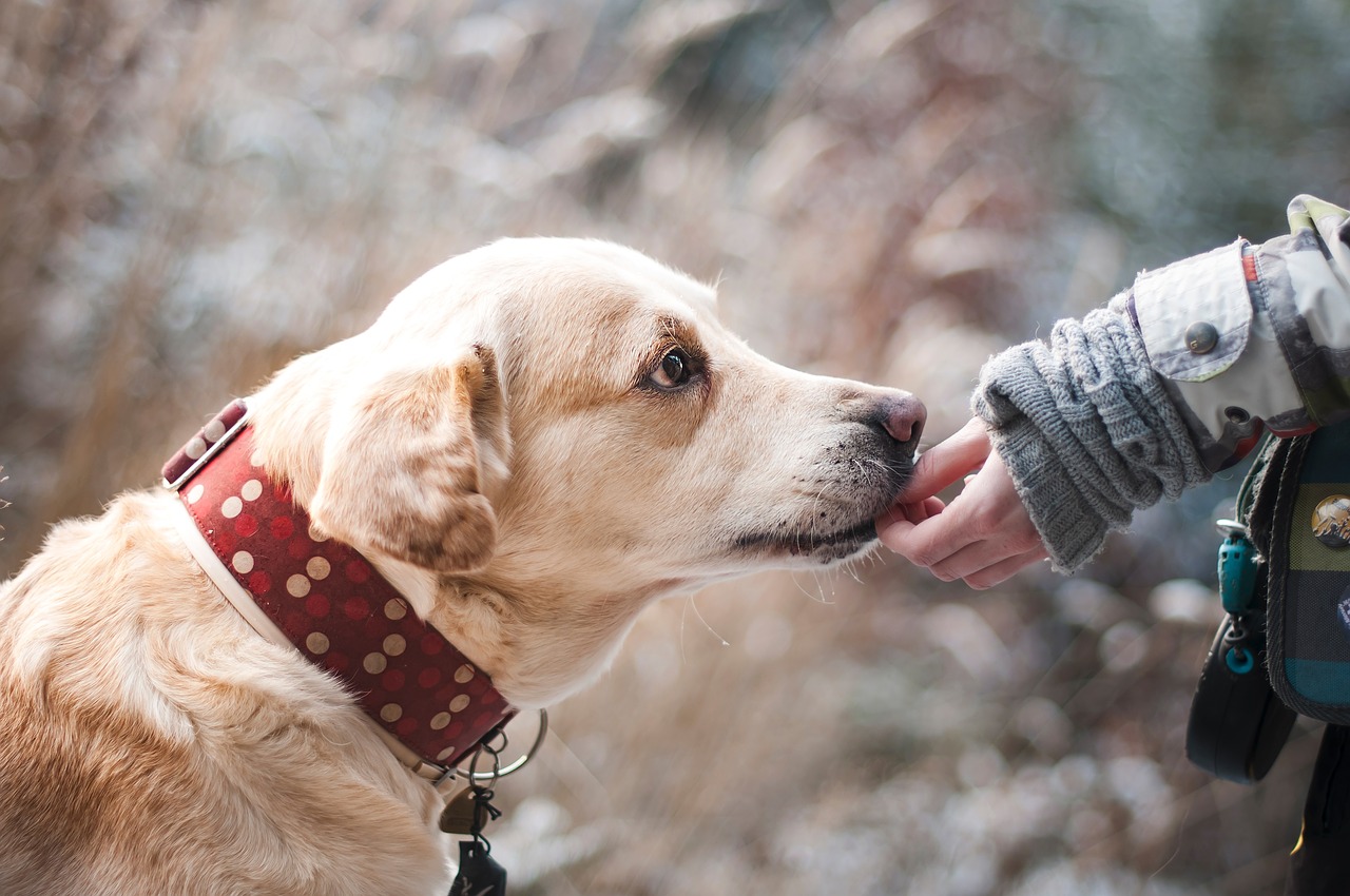 Healthy Homemade Dog Food Recipe Your Best Friend Will LOVE!